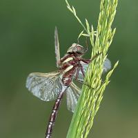 Brown Hawker 2 